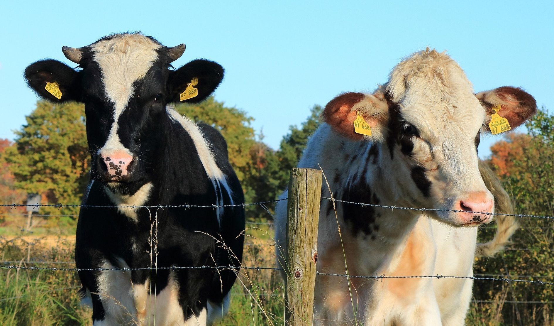 Immagine della pagina