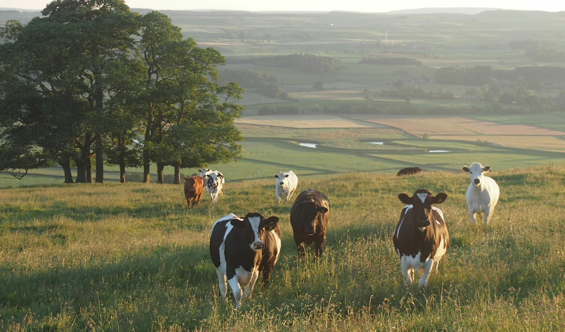 Immagine della pagina