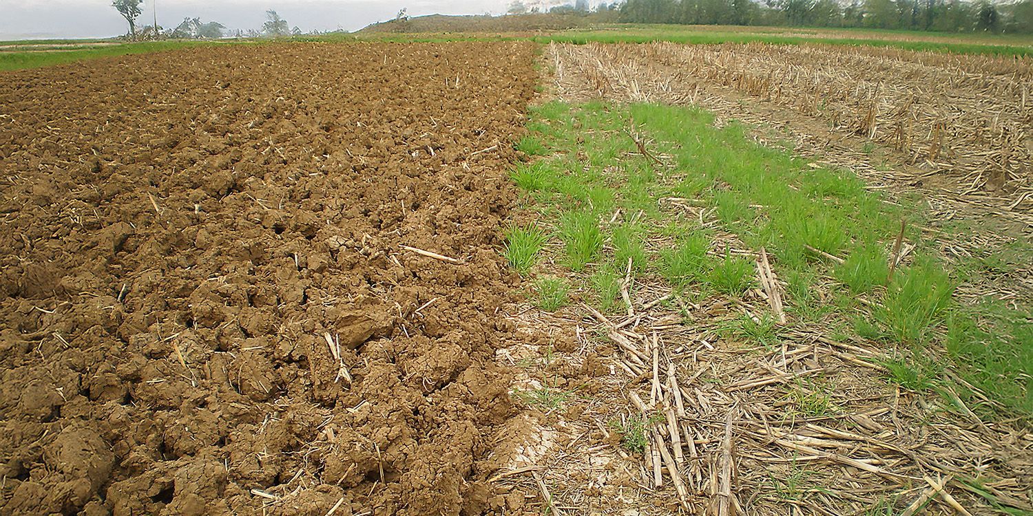Mani prelevano un campione di suolo da un terreno agricolo