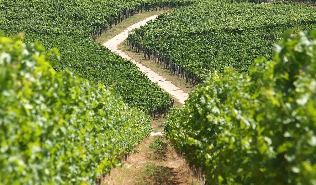 Immagine della pagina