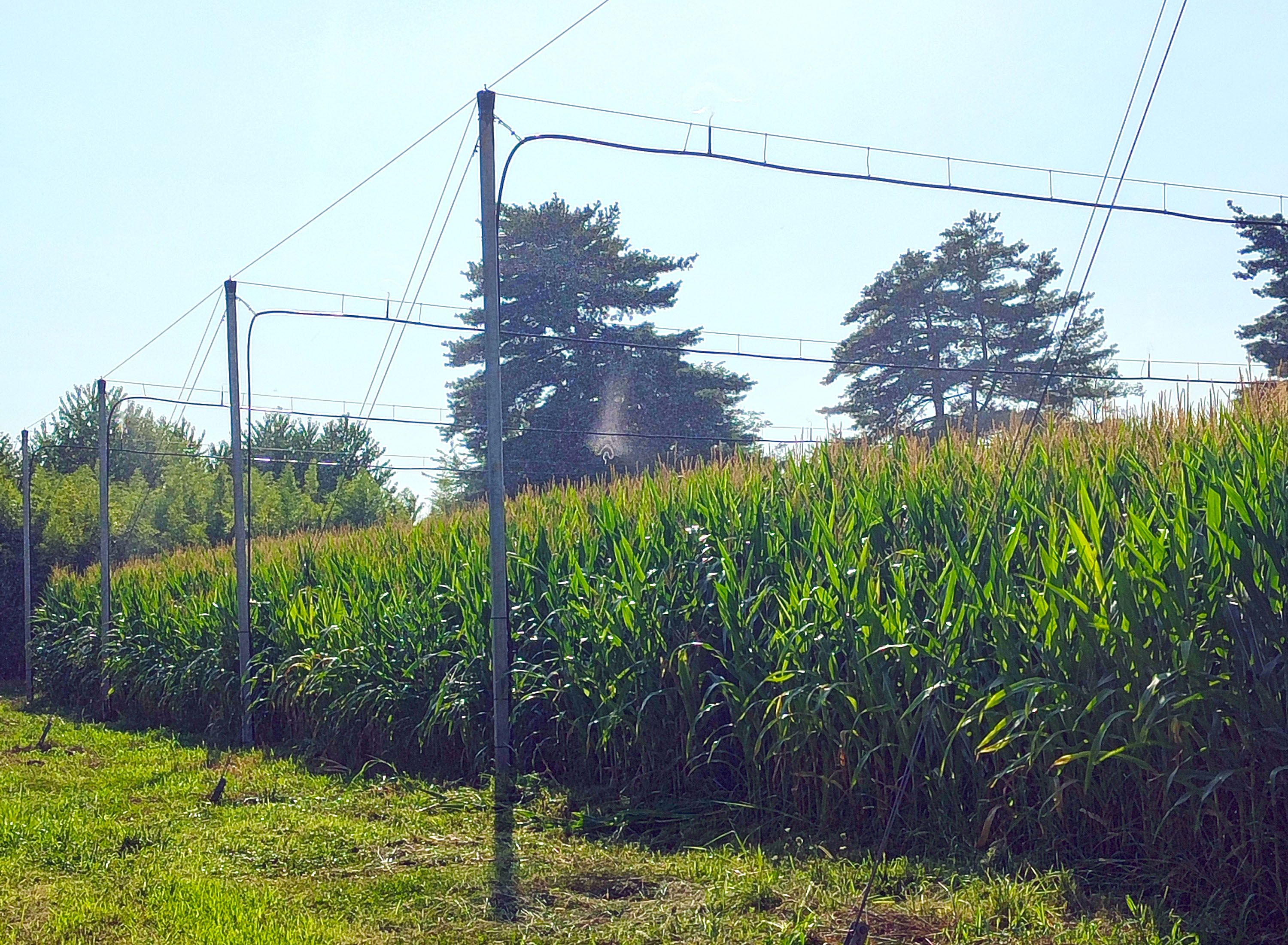 Settore irrigato ad aspersione con floppy sprinkler in azione