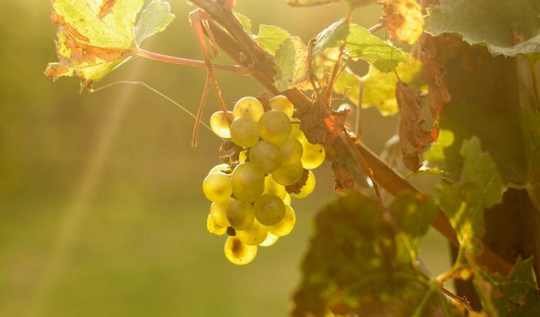 Immagine dell'evento Biodiversità in vigna. Come coniugare salute del suolo, biodiversità e produzioni | Convegno