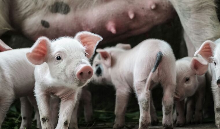 Immagine dell'evento Benessere animale e innovazione nell'allevamento suinicolo