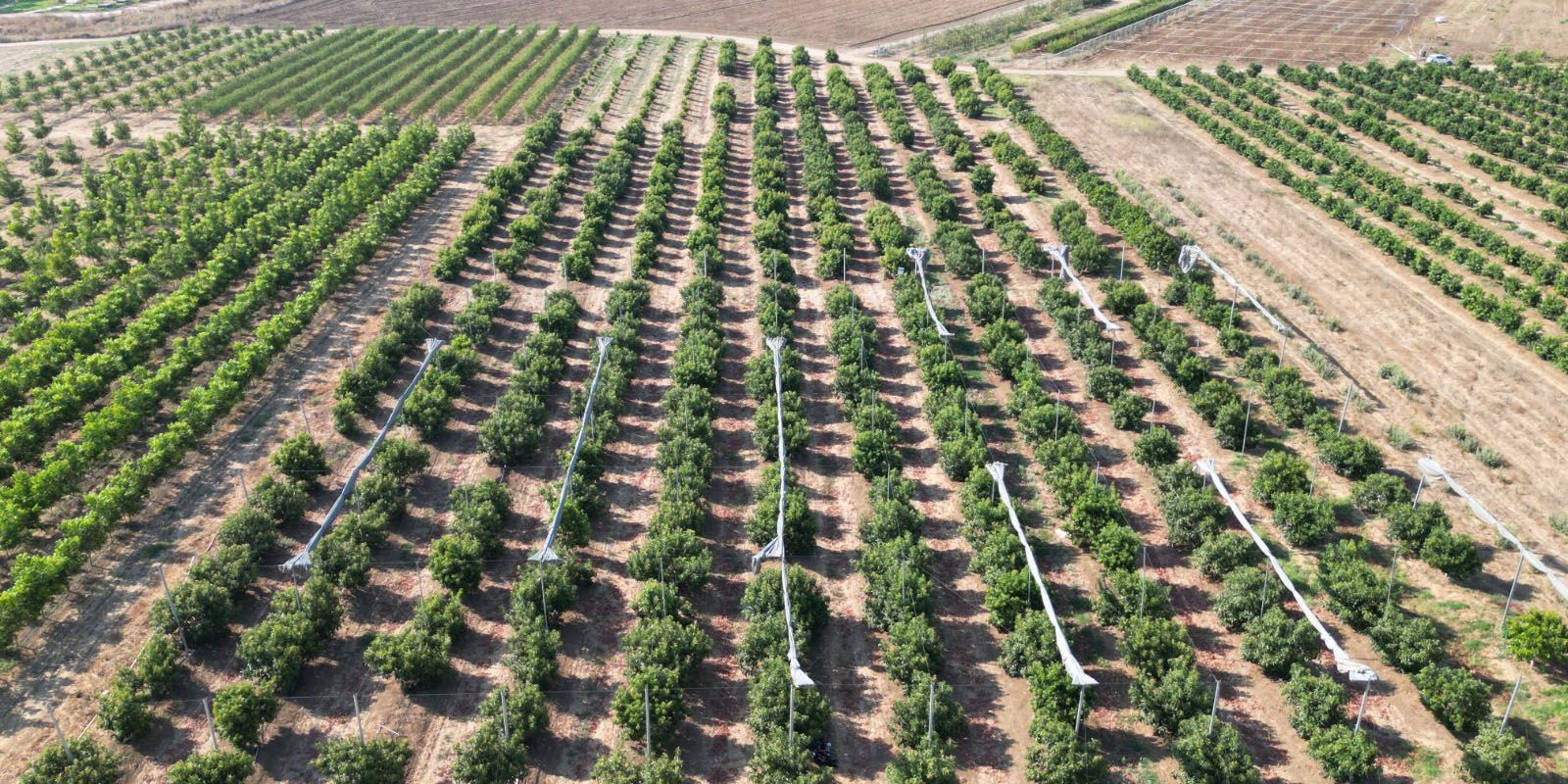 Mani prelevano un campione di suolo da un terreno agricolo