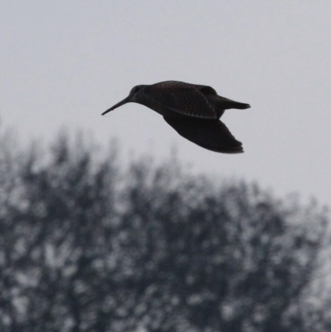 Immagine per Bollettino Meteo Beccaccia